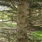 Abies homolepis Žievė