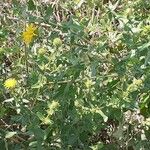 Grindelia squarrosa Habitat