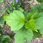 Hibiscus syriacusLeaf