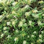 Lonicera maackii Συνήθη χαρακτηριστικά