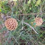 Rhaponticum coniferum Blüte