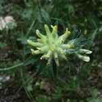 Anthyllis vulnerariaFloare