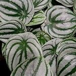 Peperomia argyreia Habit