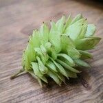 Carpinus japonica Fruit