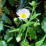 Erigeron philadelphicus Çiçek