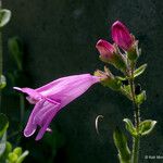 Penstemon rupicola Flor