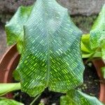 Calathea bella Leaf