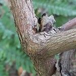 Rhododendron yakushimanum Bark