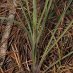 Tragopogon crocifolius Lehti