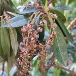 Pieris formosa Likasa
