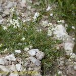 Galium timeroyi ᱛᱟᱦᱮᱸ