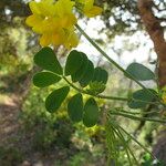 Hippocrepis emerus Folha