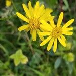 Jacobaea erratica Flower