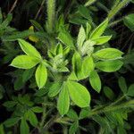 Chamaecytisus supinus Leaf