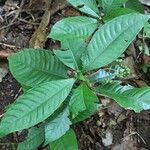 Psychotria schweinfurthii Blatt