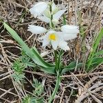 Chlorophytum tuberosum Blatt