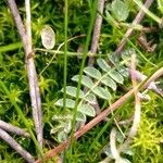 Astragalus alpinus Blatt