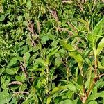 Persicaria glabra Hoja