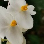 Begonia cubensis Blomma