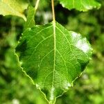 Populus nigra Yaprak