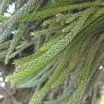 Araucaria laubenfelsii पत्ता