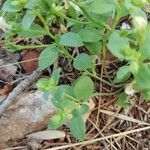 Linaria triphylla Blatt