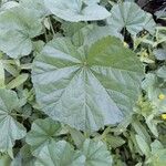 Malva setigera Blad