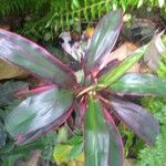 Cordyline fruticosaFolha