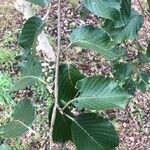 Betula utilis Folha