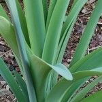 Pancratium canariense Lapas