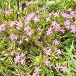 Centaurium pulchellumΛουλούδι