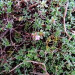 Thymus herba-barona Blomma