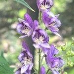 Aconitum septentrionale Кветка