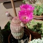 Echinocereus rigidissimus 形态