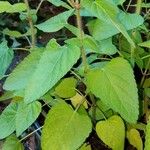 Salvia roemeriana Folla