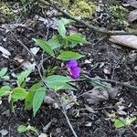 Lathyrus vernusFlower