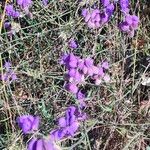 Polygala microphylla 花
