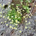 Saxifraga aspera Flower