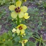 Verbascum nigrumBlomst