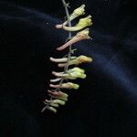 Corydalis chaerophylla Hábito