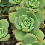 Aeonium valverdense Muu