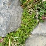 Saxifraga exarata Hábito