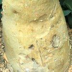 Cyphostemma currorii Vivejo