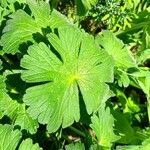 Geranium pyrenaicum Blad