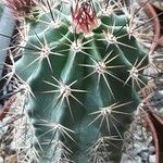 Echinocereus coccineus Листок