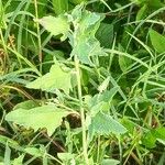 Atriplex sagittata Blad