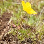 Ranunculus paludosus Habit