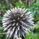 Echinops sphaerocephalus Fruit