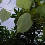 Vitis tiliifolia Ďalší