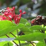 Clerodendrum speciosissimum 果